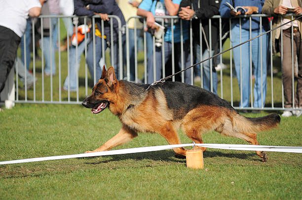 anjing di stadion bola